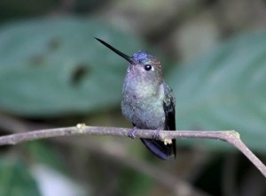 Google Colibrí Hummingbird
